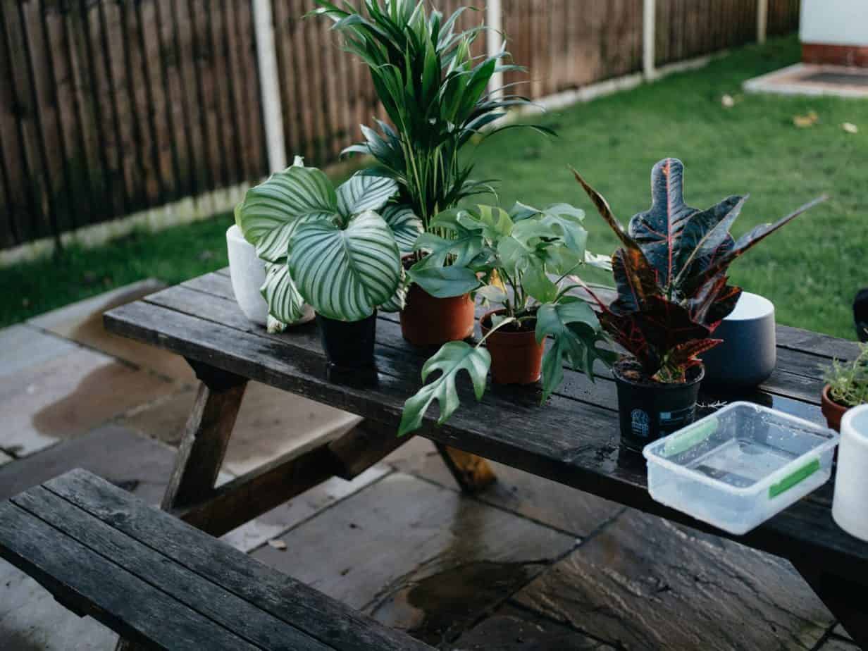 a group of potted plants on a table